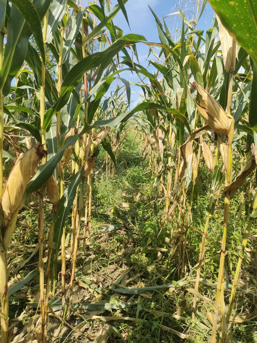 Tinggal Menunggu Hari Lagi saat panen