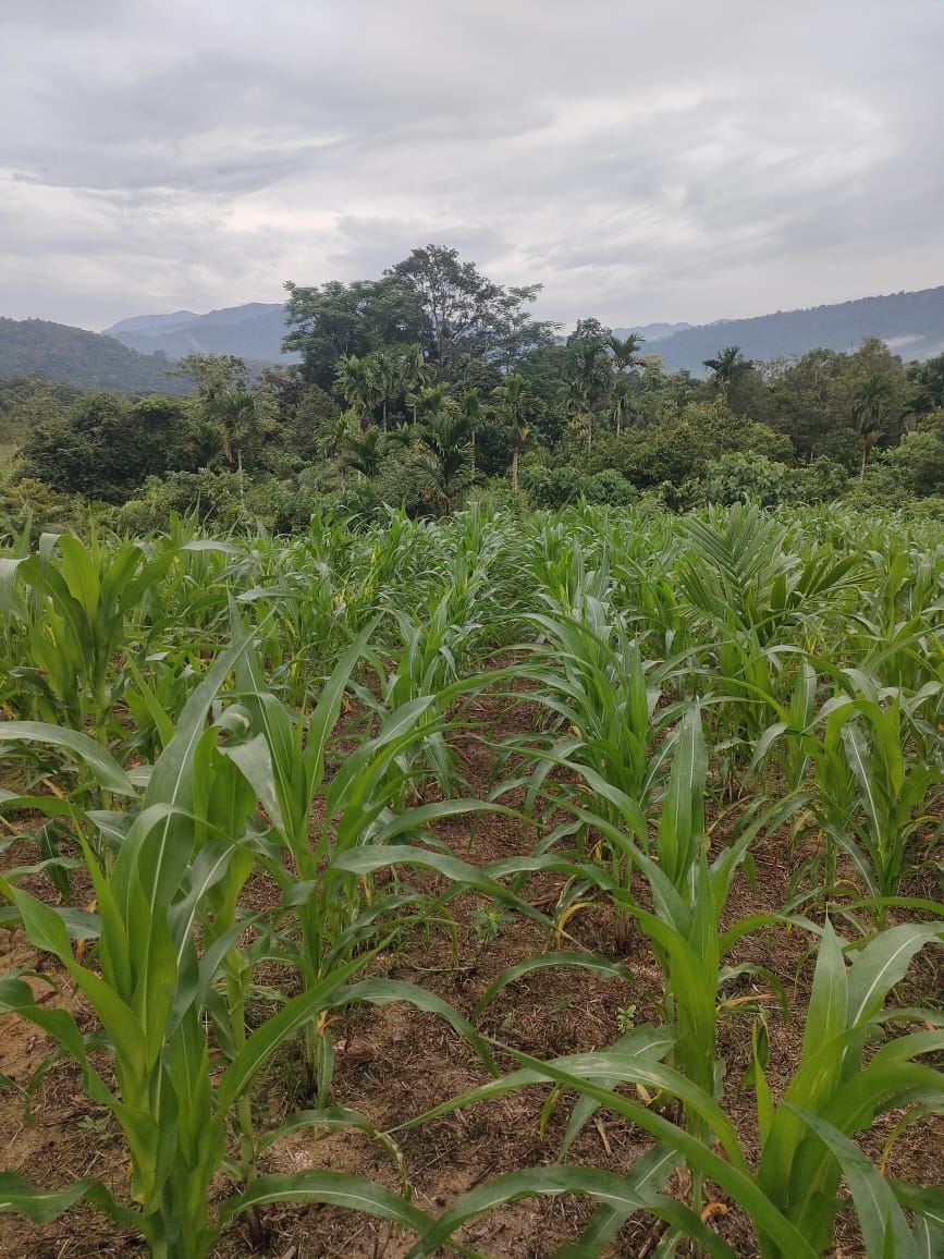 Masih dalam Perwatan usia 30 hari