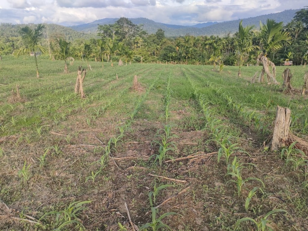 Masih di Usia 1 Minggu Jagung Pioner